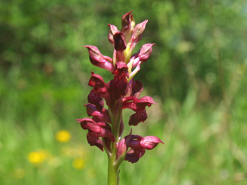 Anacamptis coriophora